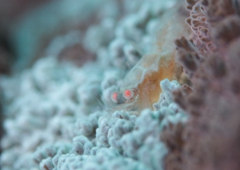 ワライヤドリエビ