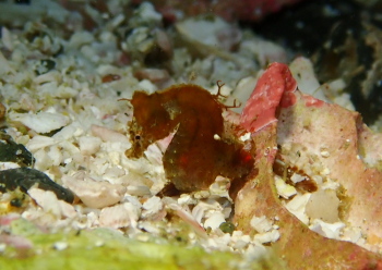 ハチジョウタツ