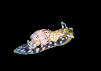 コンシボリガイ