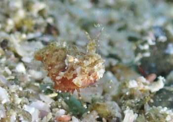 サガミツノメエビ