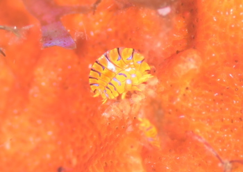 ホムラスベヨコエビ