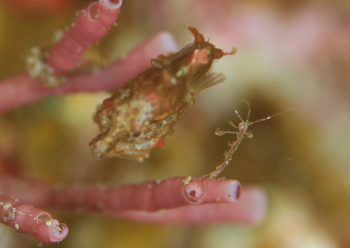 ワレカラとハチジョウタツ