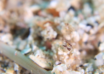 ホソヅメホテイヨコエビ