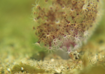 ホソヅメホテイヨコエビ