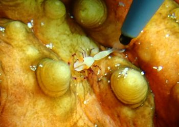 ウミウシカクレエビ