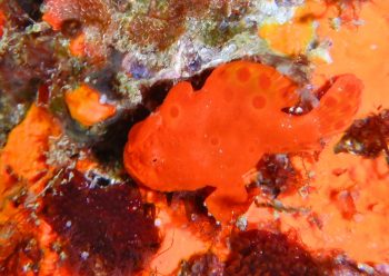 イロカエルアンコウ