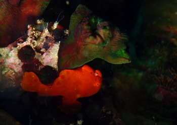 イロカエルアンコウ