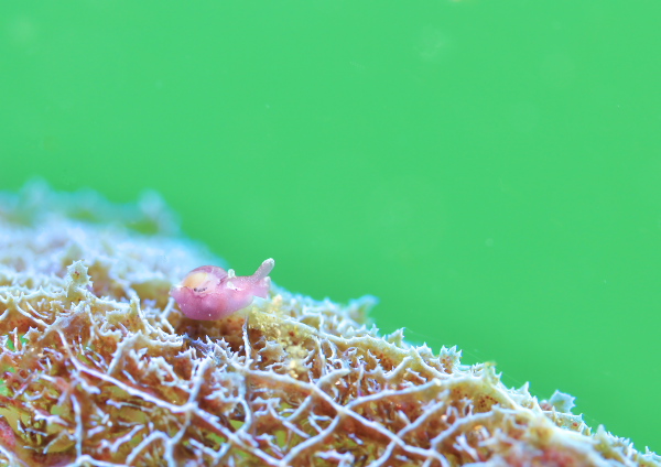 クロヘリアメフラシ