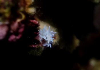 シロイバラウミウシ