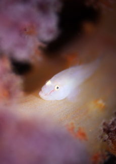 スケロクウミタケハゼ