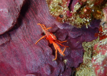 ホムラチュウコシオリエビ