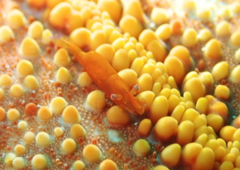 ヒトデヤドリエビ