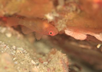 イレズミハゼ属の一種