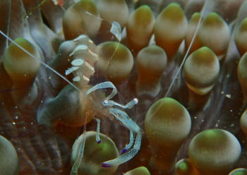 オドリカクレエビ