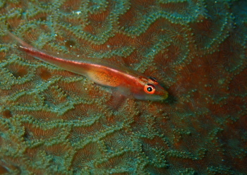 アカスジウミタケハゼ