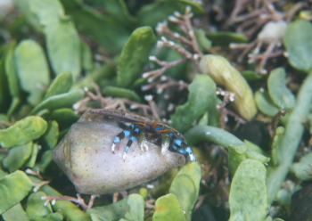 ユビワサンゴヤドカリ