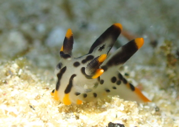 ツノザヤウミウシ