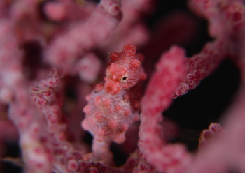 ピグミーシーホース