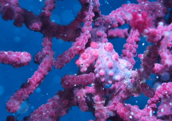 ピグミーシーホース