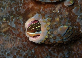 テンクロスジギンポ