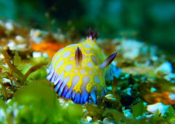 ボブサンウミウシ