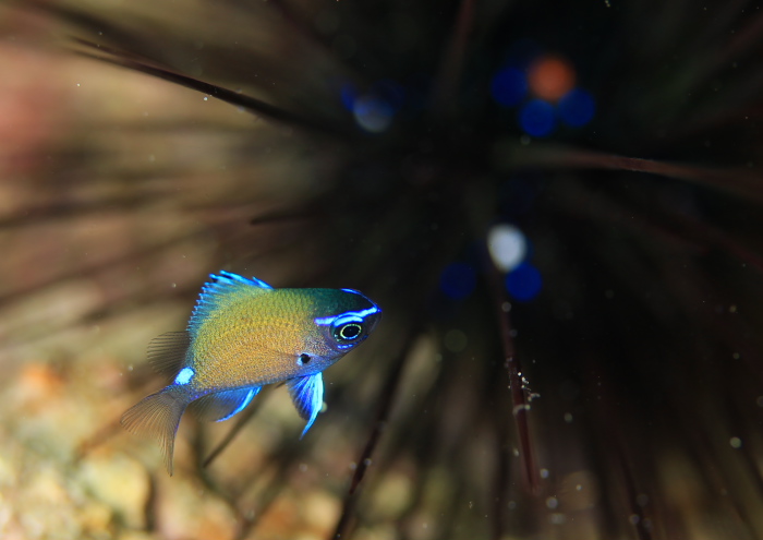 アマミスズメダイ