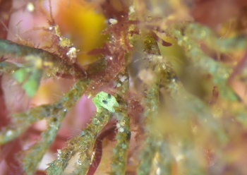 コミドリリュウグウウミウシ