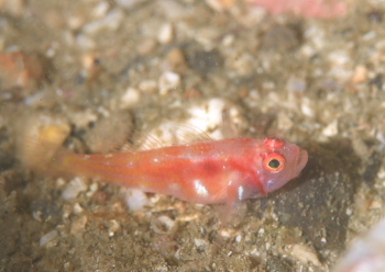 カタボシニシキベニハゼ