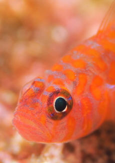 オキナワベニハゼ