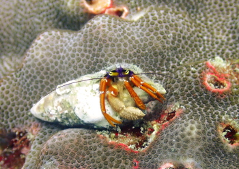 フルセゼブラヤドカリ