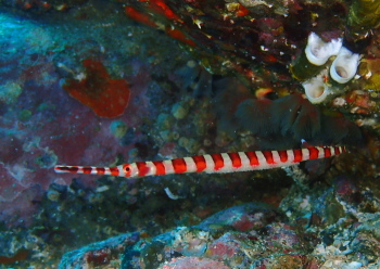 カスミオイランヨウジ