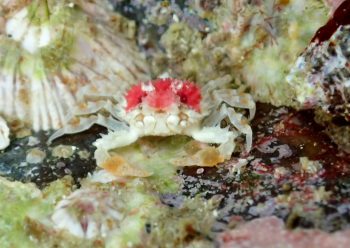 コンペイトウコブシガニ