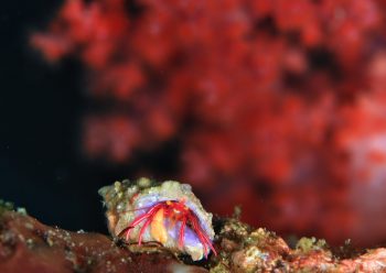 クレナイゼブラヤドカリ