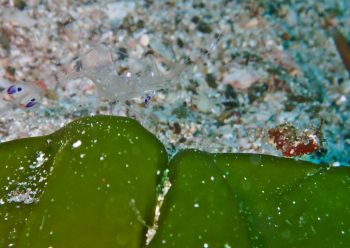 オドリカクレエビ＆サガミツノメエビ