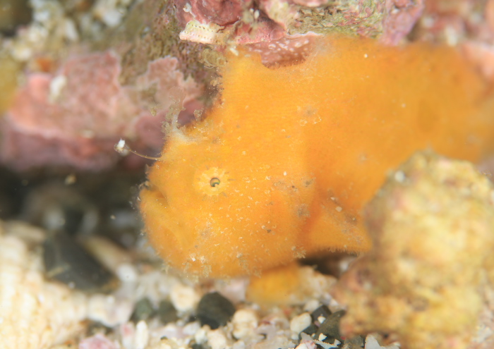 エナガカエルアンコウ