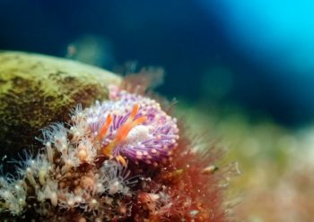 ムラサキミノウミウシ