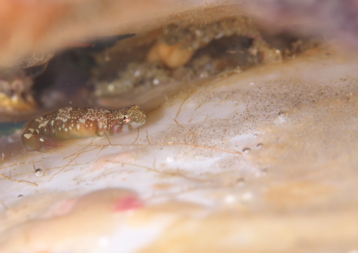 メシマウバウオ