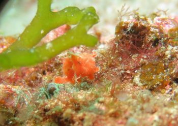 エナガカエルアンコウ