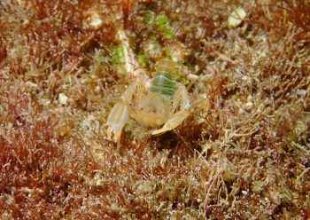 サンゴヒメエビ