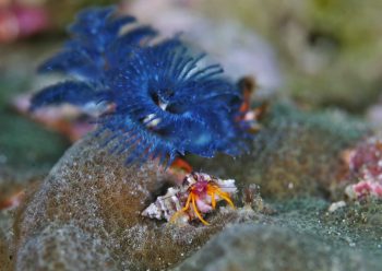 アデヤカゼブラヤドカリ