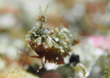 サガミツノメエビ