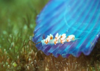 ハレギミノウミウシ