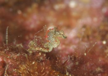 ハチジョウタツ