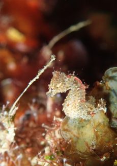 ハチジョウタツ