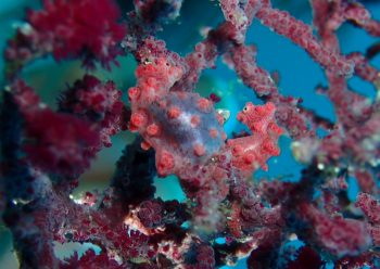 ピグミーシーホース