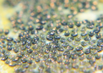 ウバウオタマゴ