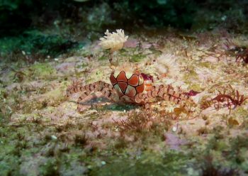 キンチャクガニ