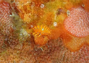 ホムラスベヨコエビ