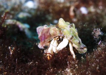 アカツメサンゴヤドカリ