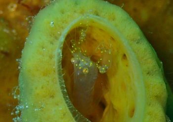 カイメンカクレエビ